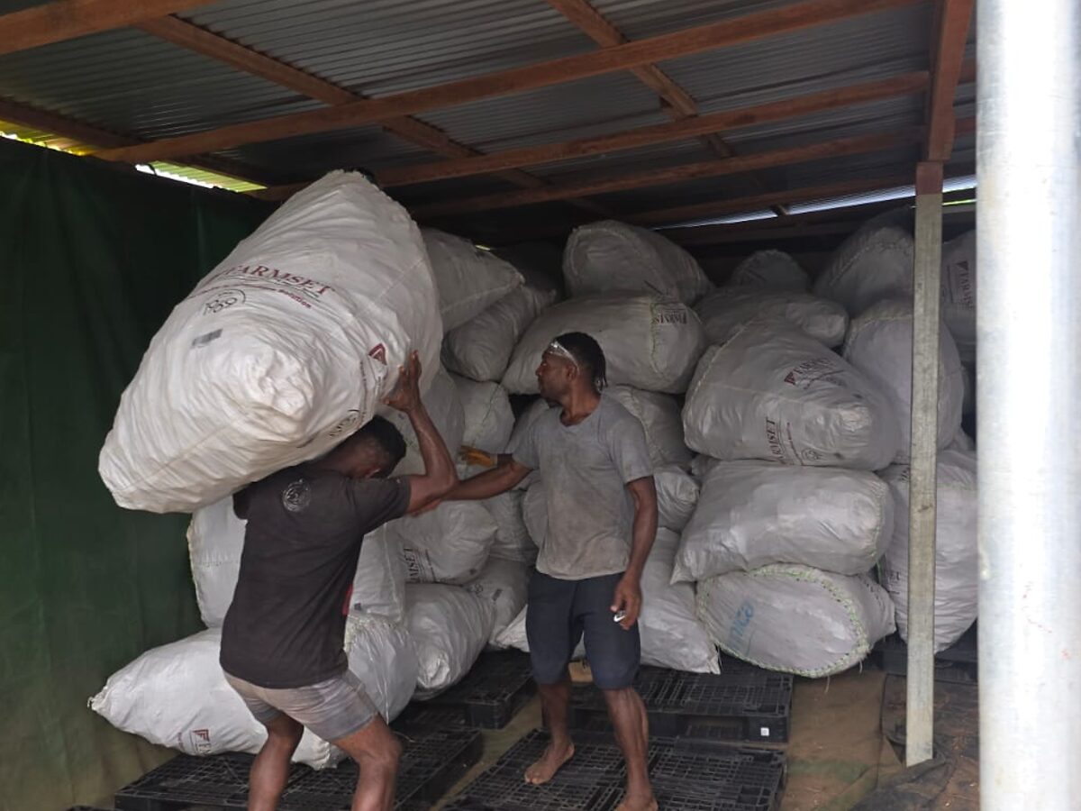 Export bags of dried kava root loaded for shipping