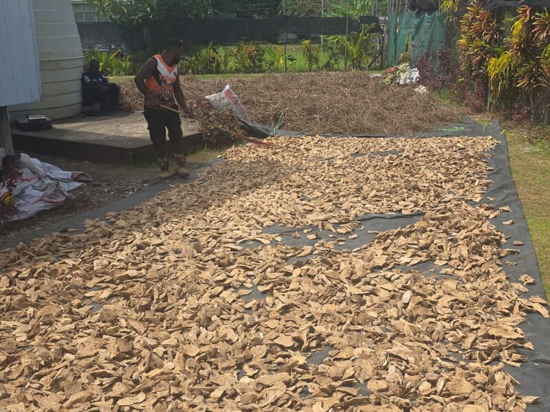 Chipped kava root spread out to dry in the sun